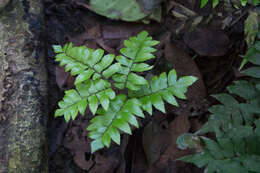 Imagem de Adiantum argutum Splitb.