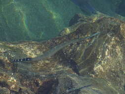 Image of Atlantic cornetfish