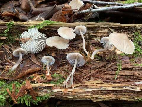 Image of Mycena borealis A. L. Sm. 1935