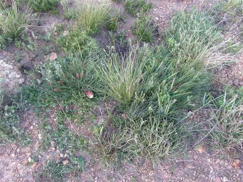 Plancia ëd Protea restionifolia (Salisb. ex Knight) Rycroft