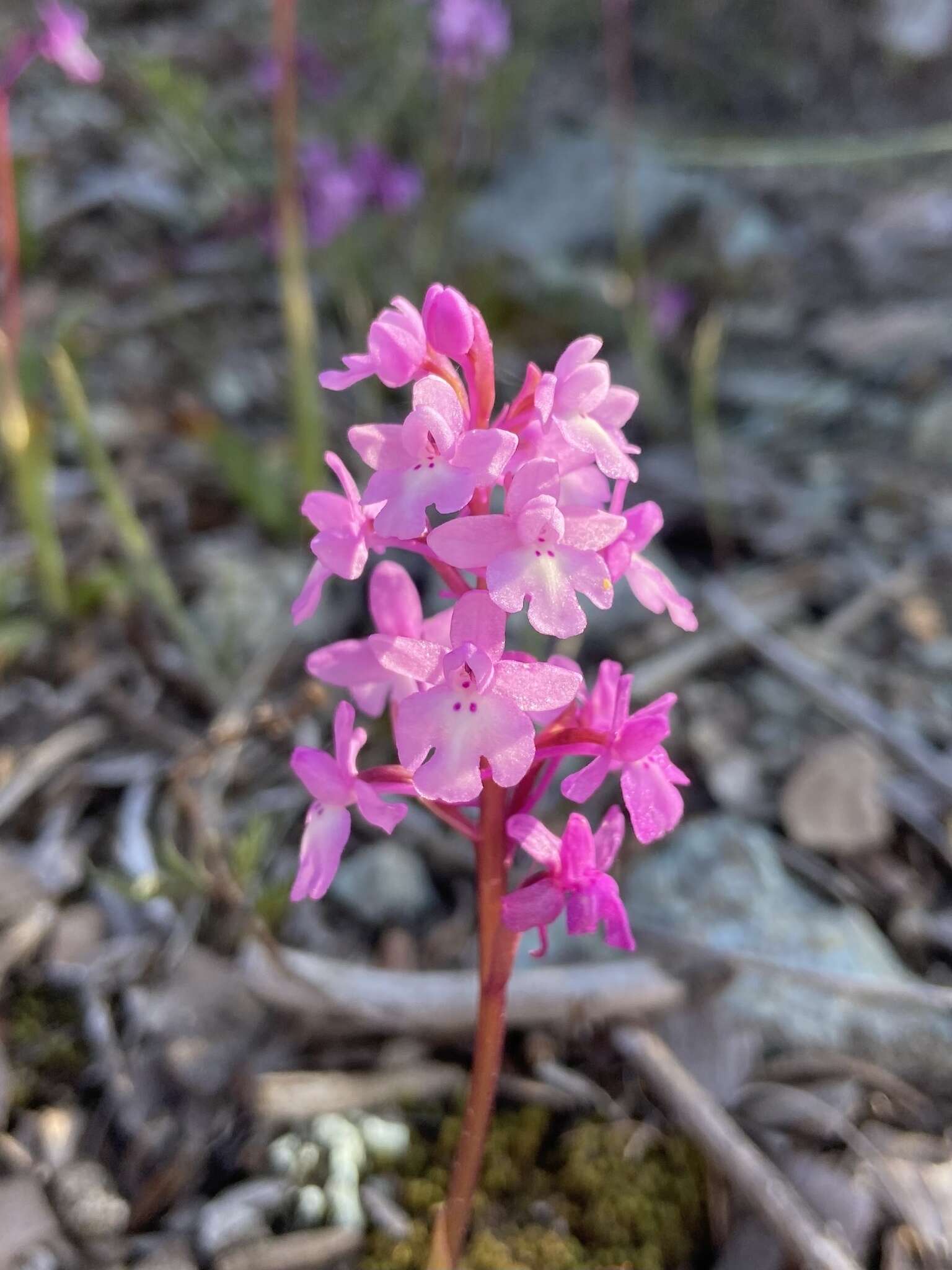 Image of Four-spotted Orchis