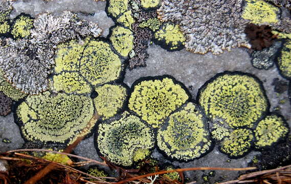 Image of Yellow map lichen;   World map lichen