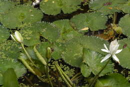 Image of Egyptian white water-lily