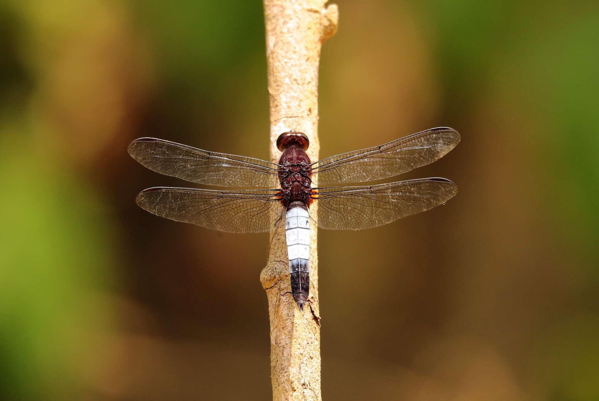 Image of Hadrothemis coacta (Karsch 1891)