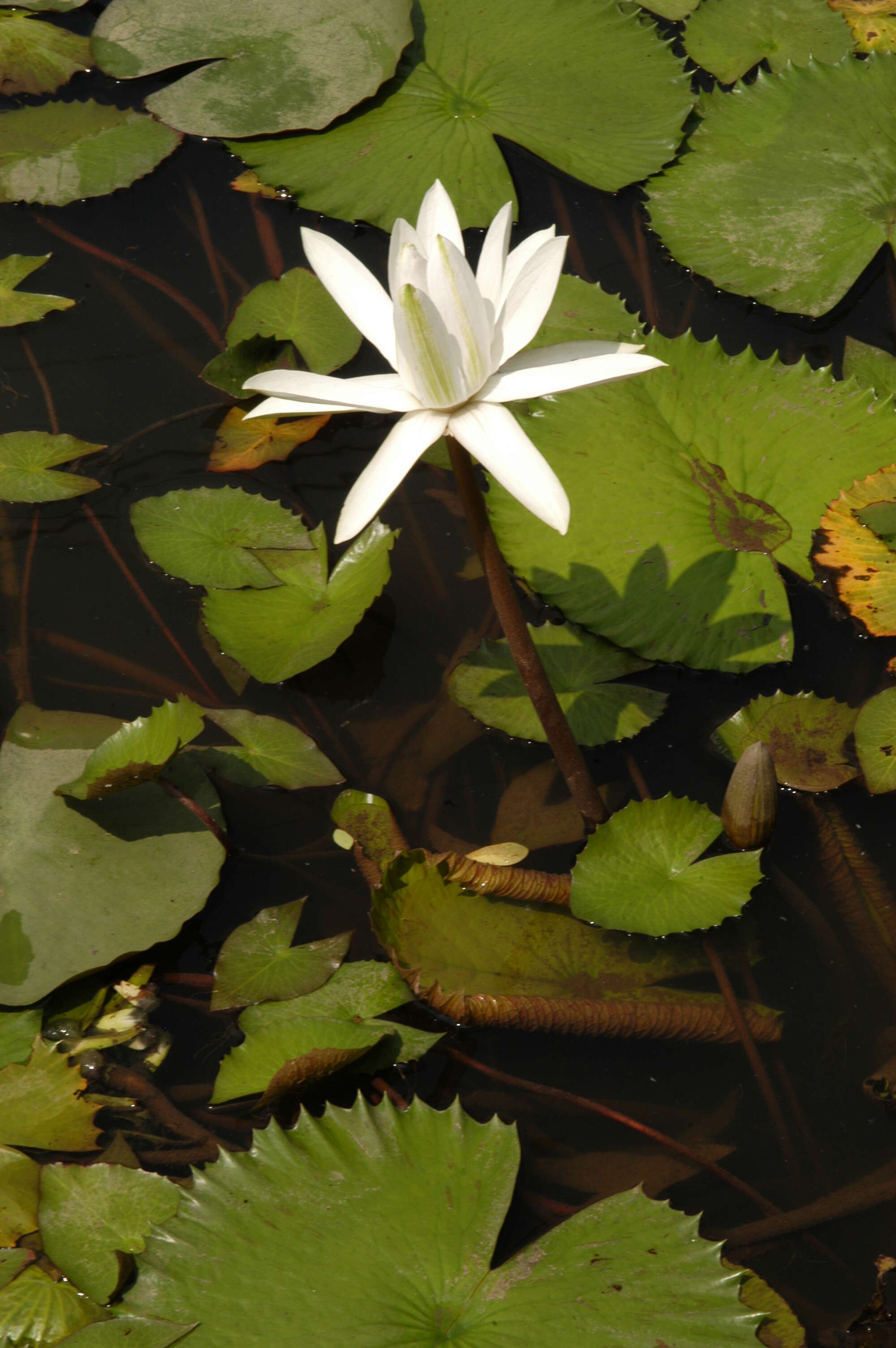 Image of Egyptian white water-lily