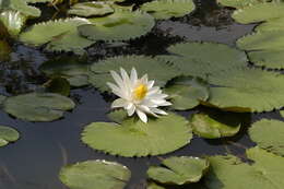 Image of Egyptian white water-lily