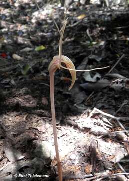 Image of Arachnitis uniflora Phil.