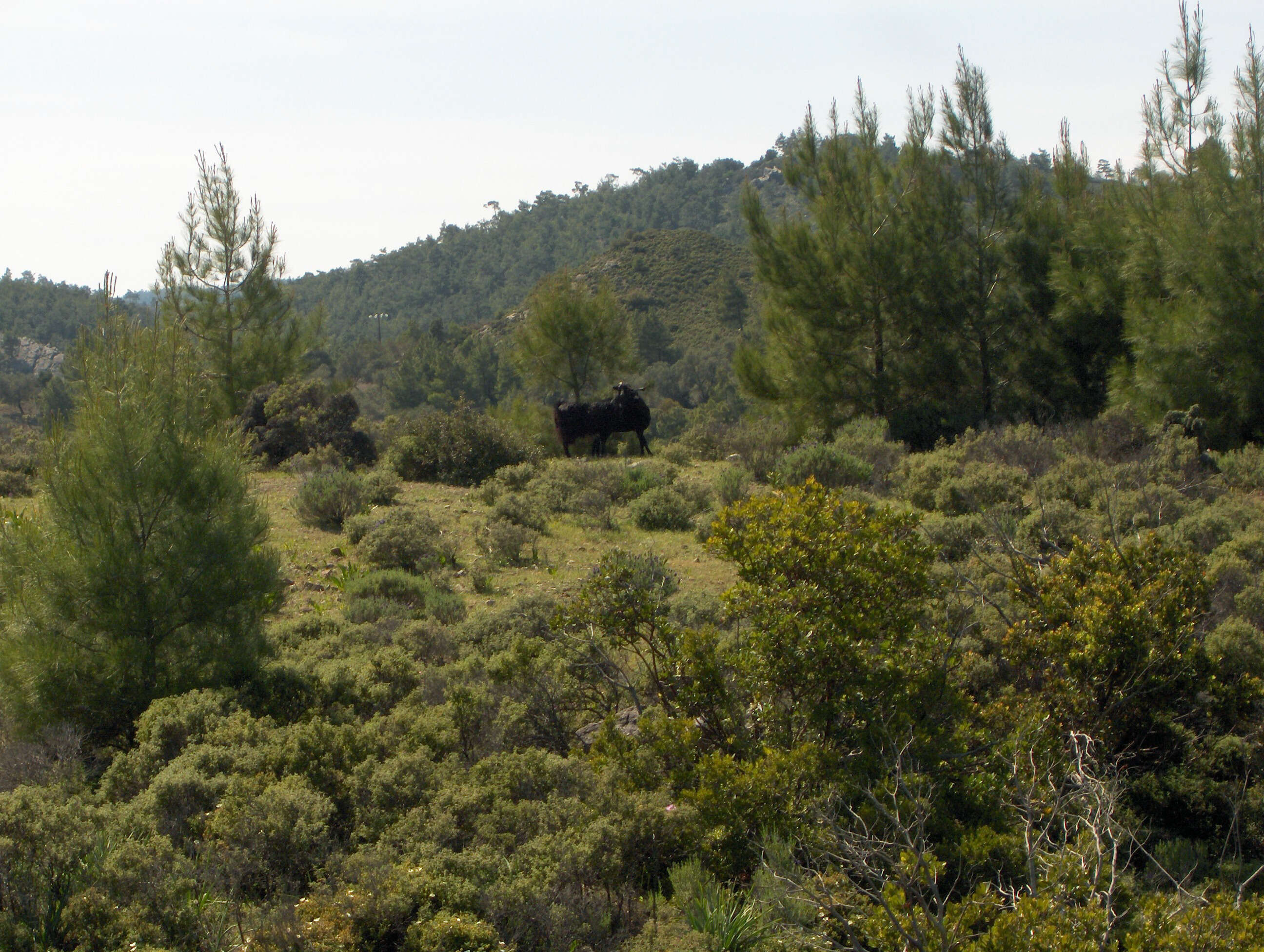 Image of Brutia Pine