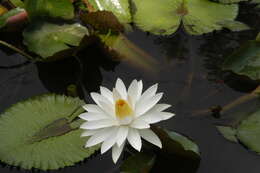 Image of Egyptian white water-lily