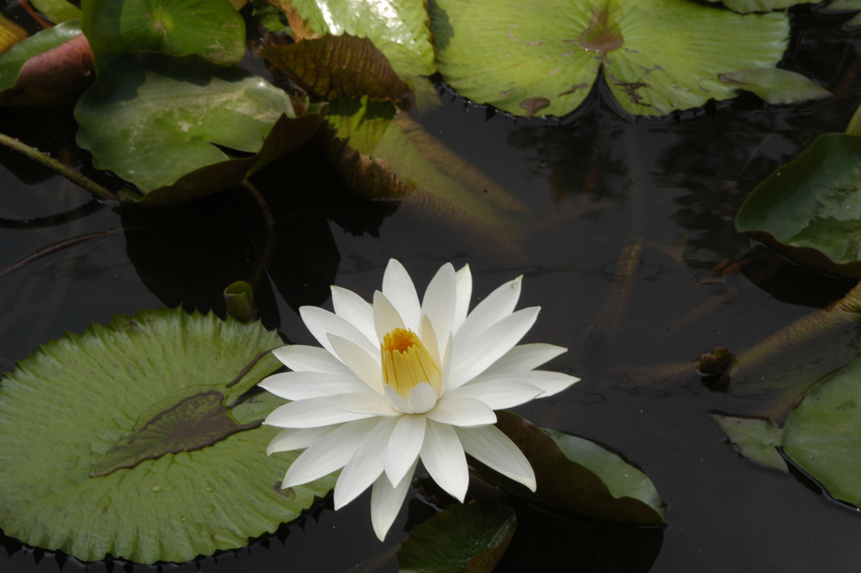 Image of Egyptian white water-lily