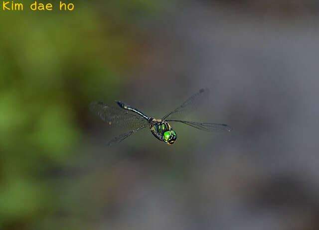 Image of Somatochlora clavata Oguma 1913