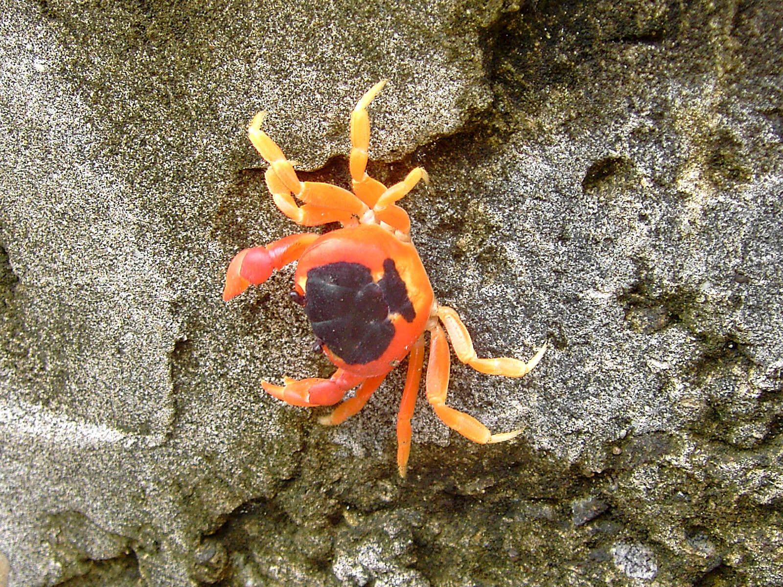 Image of Gecarcinus lateralis (Guérin 1832)