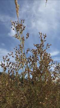 Image de Juncus oxymeris Engelm.