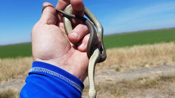 Image of Giant Garter Snake