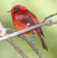 Image of Red Warbler