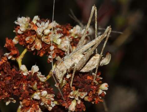 Image of Brachyinsara