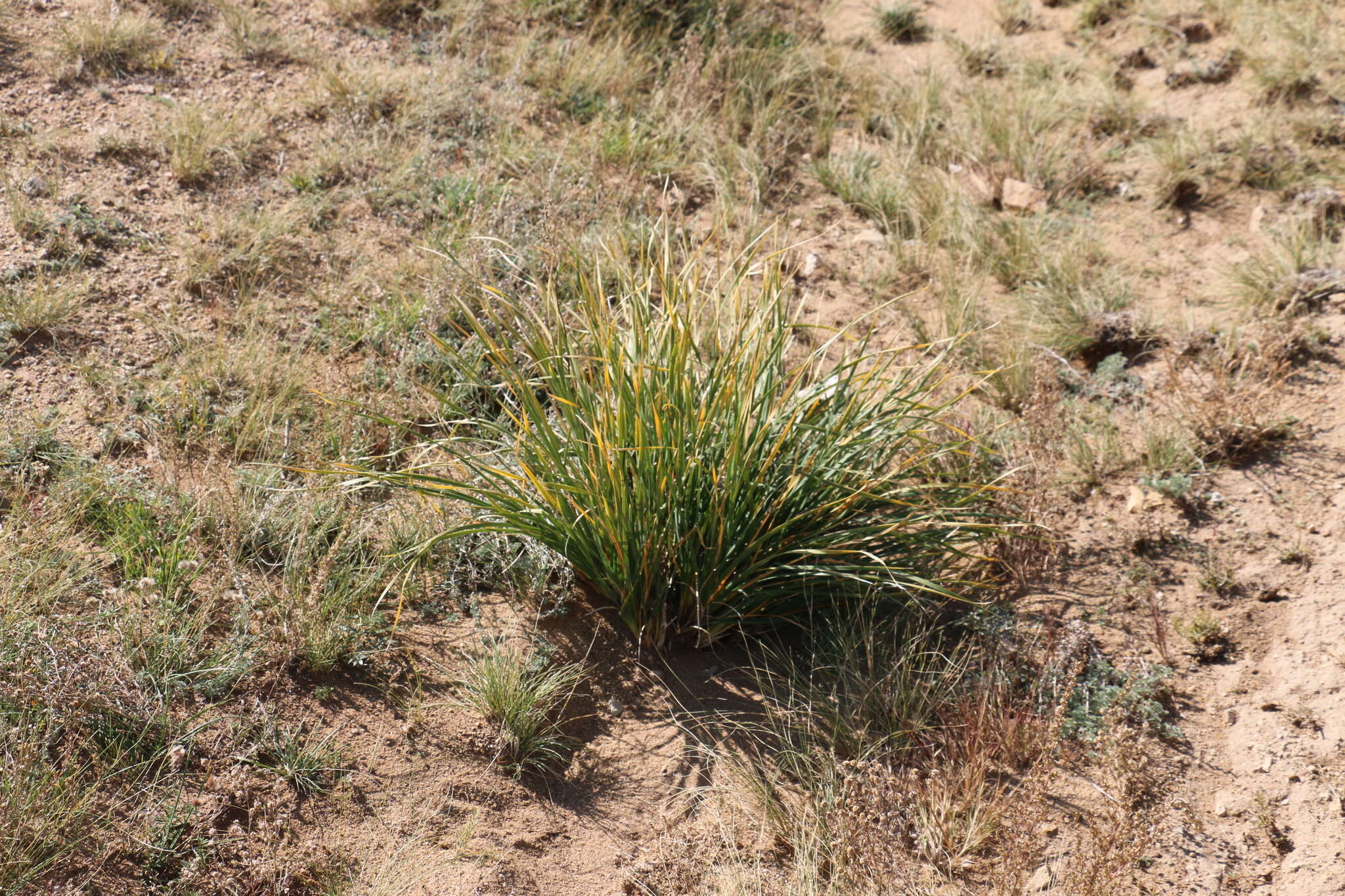 Image of Iris lactea Pall.