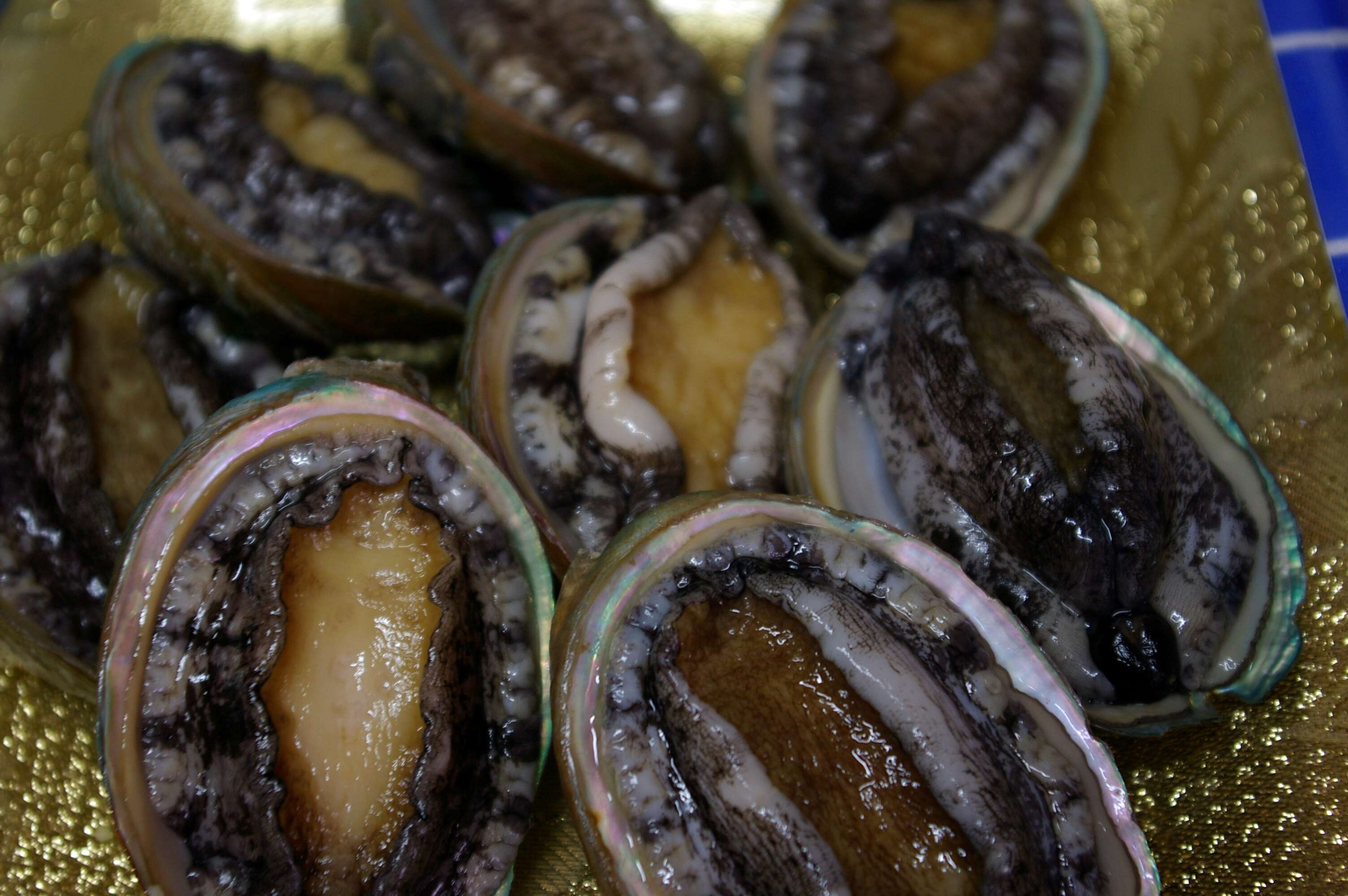 Image of giant abalone