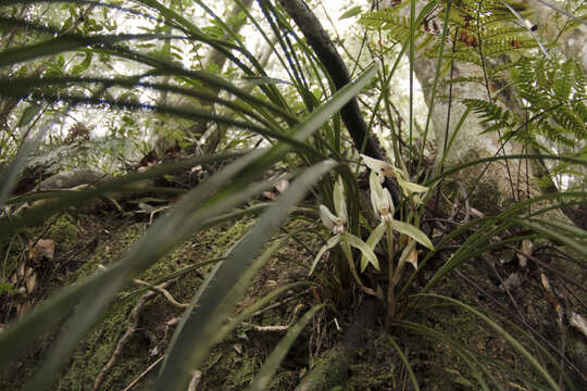 Image of Cymbidium serratum Schltr.