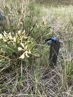 Image of narrowleaf milkvetch