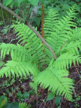 Image of Osmundastrum cinnamomeum Presl