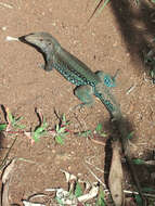 Image of Ameiva fuscata