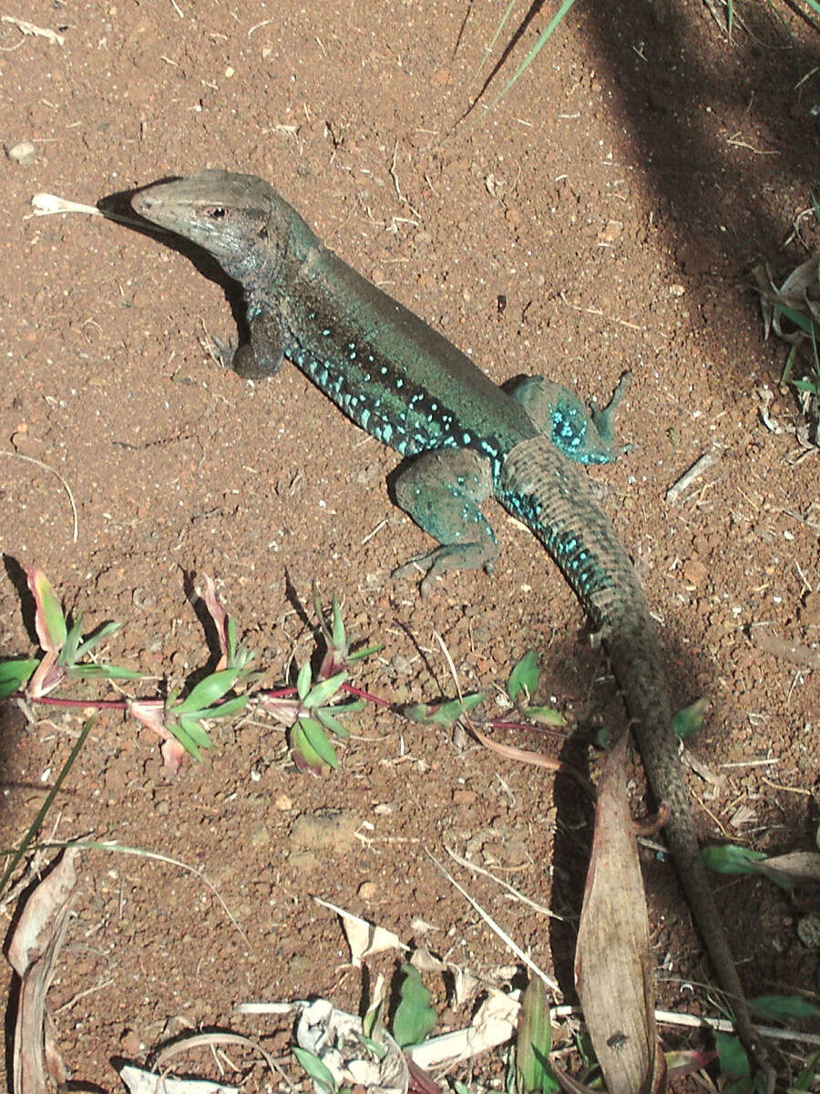 Image of Ameiva fuscata