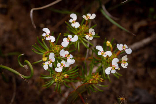 Image de Stylidium breviscapum R. Br.