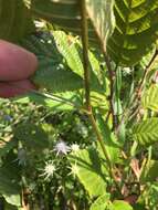 Image de Eryngium integrifolium Walt.