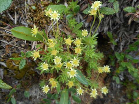 Image of Saxifraga sedoides L.