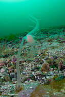 Image of nodding hydroid