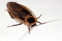 Image of Death's Head Cockroach