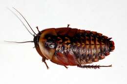 Image of Death's Head Cockroach