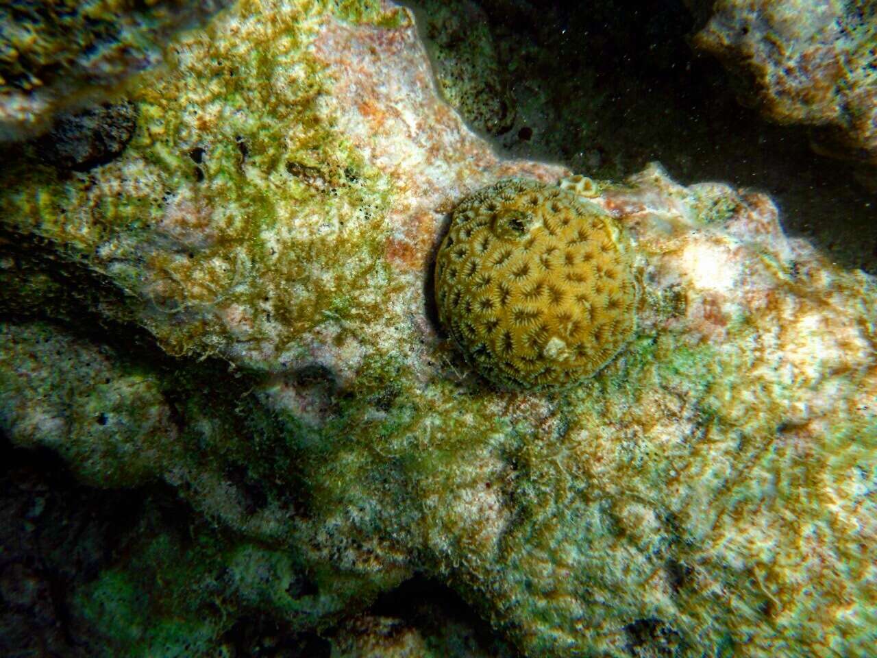 Image of Golfball Coral