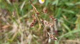 Image of common woodrush