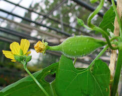 Image of luffa