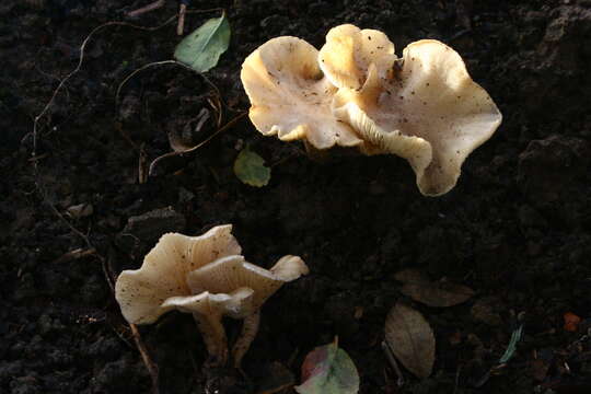 Image of Clitocybe agrestis Harmaja 1969