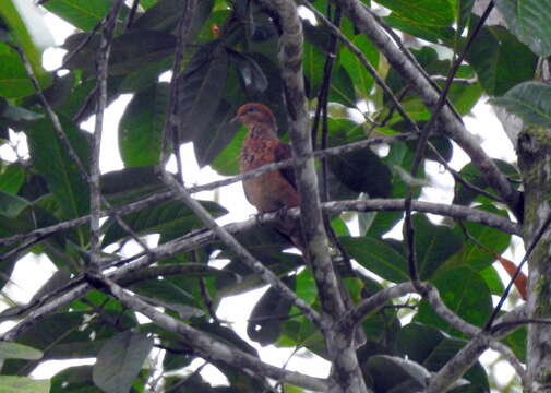 Image of Little Cuckoo Dove