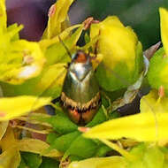 Imagem de Nemophora dumerilella (Duponchel 1839)