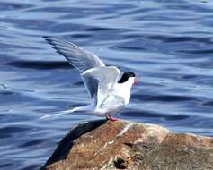 Image of Arctic Tern