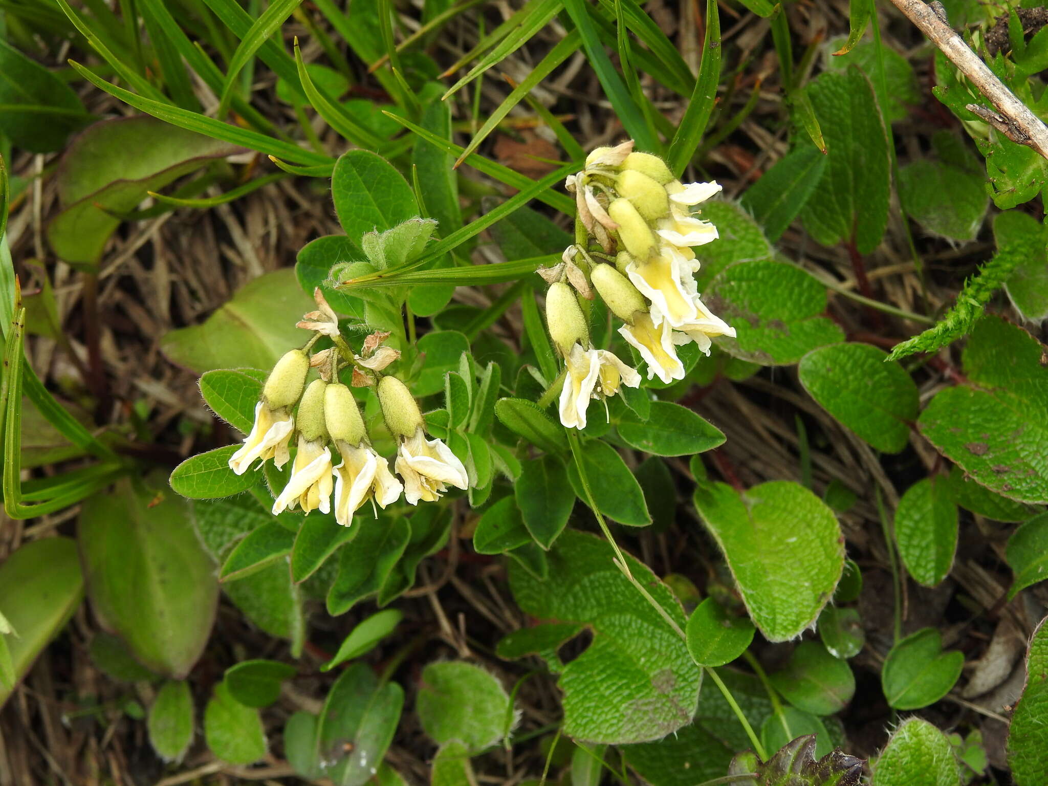 Image of tundra milkvetch