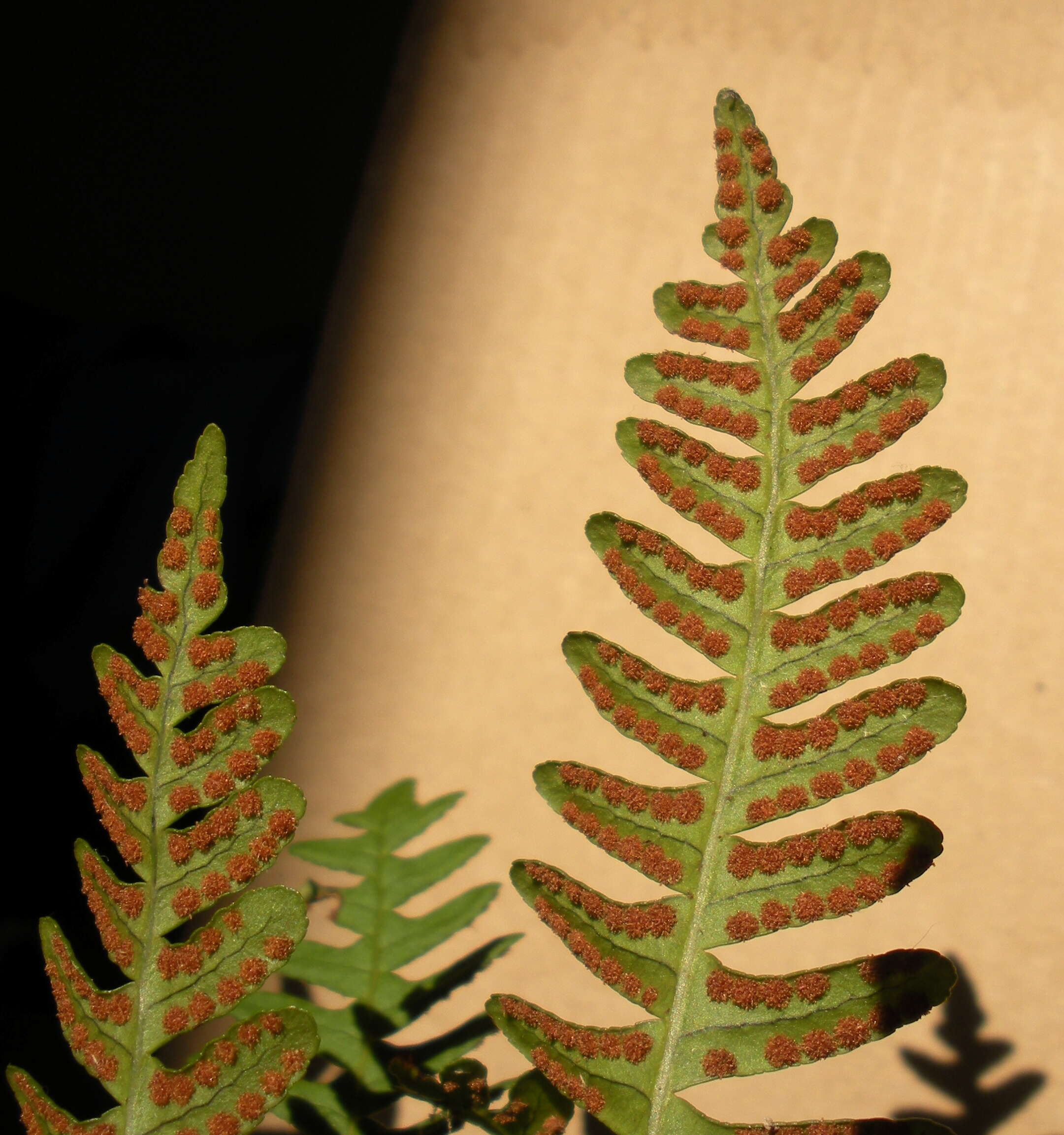 Image of rock polypody