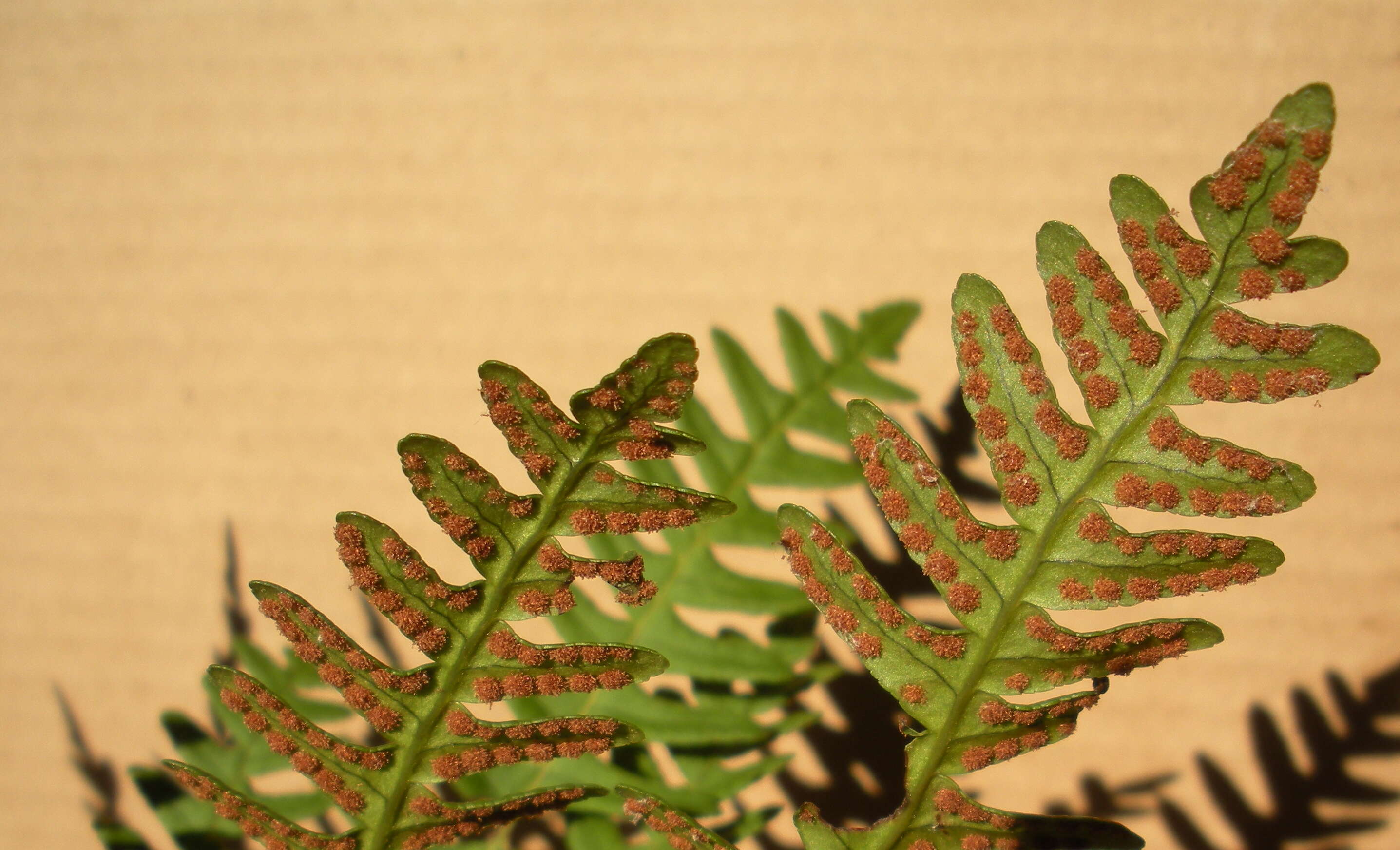 Image of rock polypody