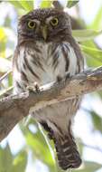 Image of Ferruginous Pygmy Owl