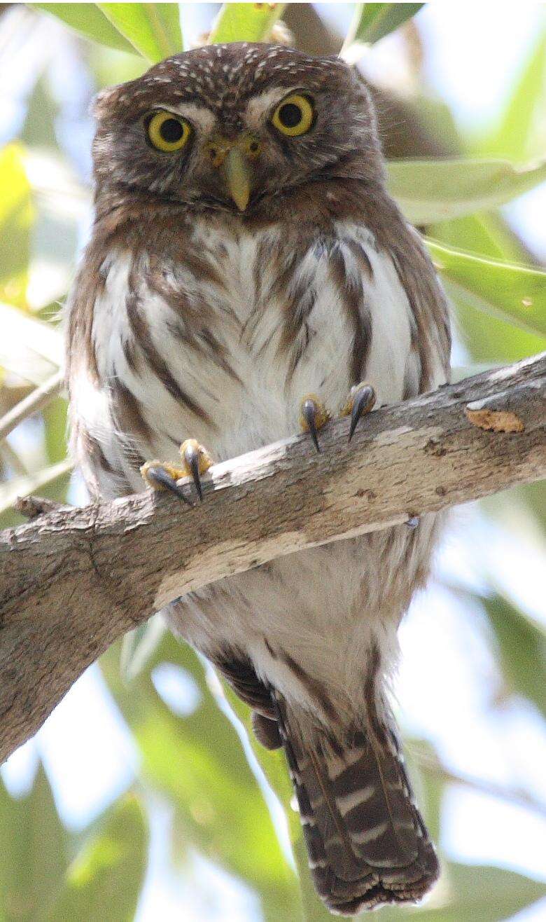 Image of Ferruginous Pygmy Owl