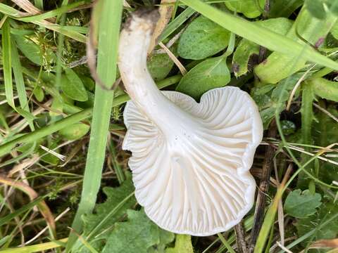 Image of Cuphophyllus pratensis (Fr.) Bon 1985