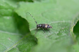 Image of Leiopus linnei Wallin, Nýlander & Kvamme 2009