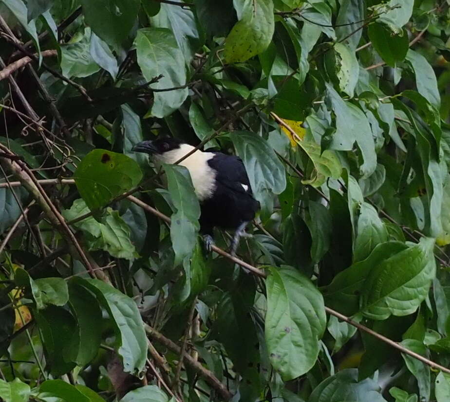 Image of White-necked Coucal