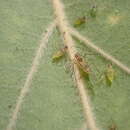 Image of Streaked River Birch Aphid