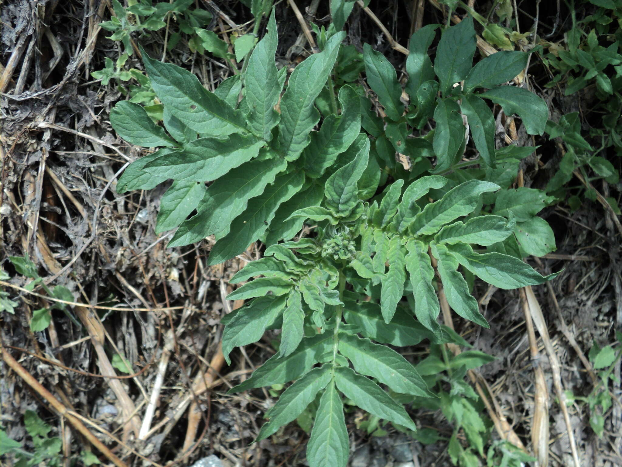 Image of Solanum etuberosum Lindl.